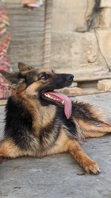 German shepherd breeder female 6