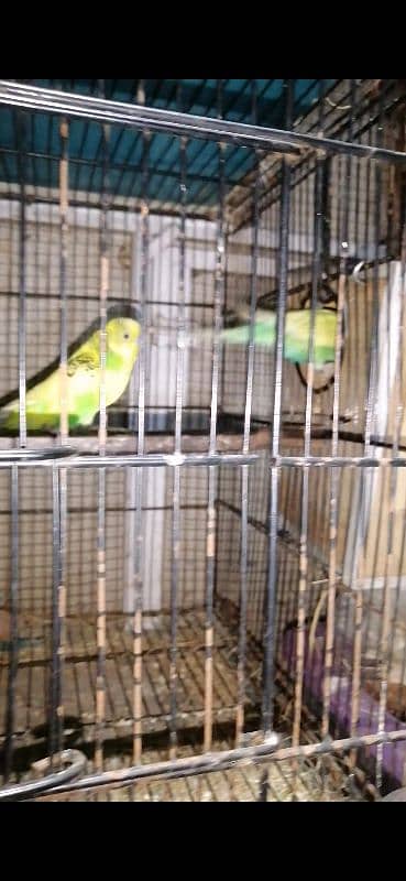 Australian parrots pair 1