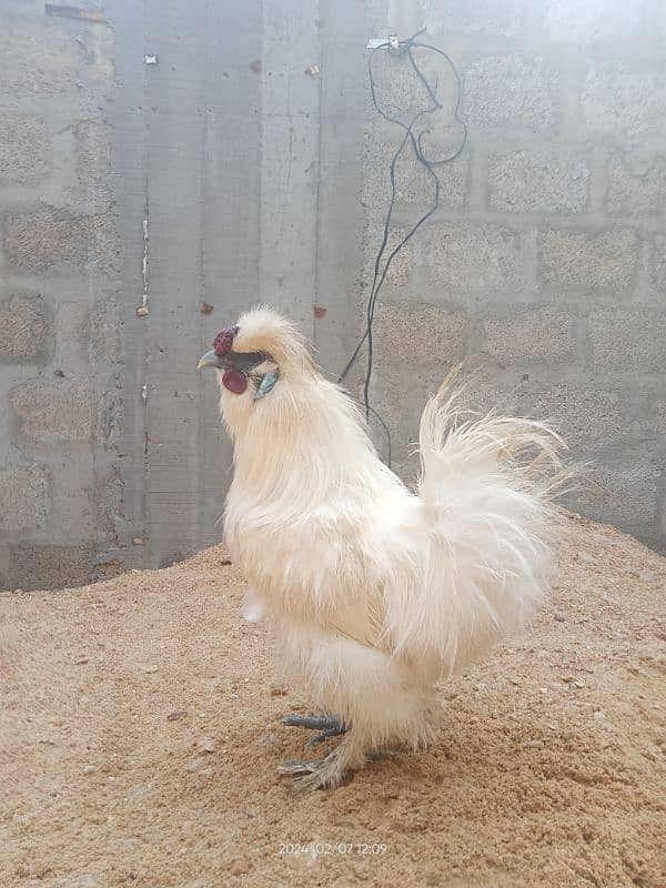 Silkie Male 0