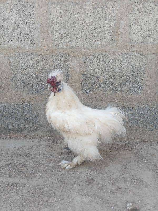 Silkie Male 1