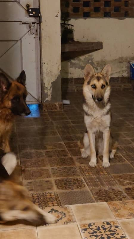 German Shepherd x Husky Cross Puppies (Shepsky) 1