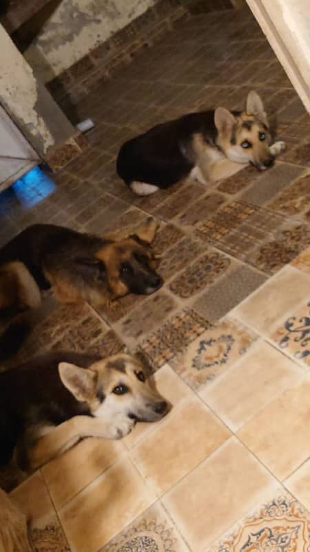 German Shepherd x Husky Cross Puppies (Shepsky) 2