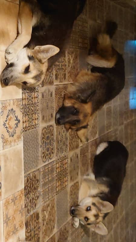 German Shepherd x Husky Cross Puppies (Shepsky) 5