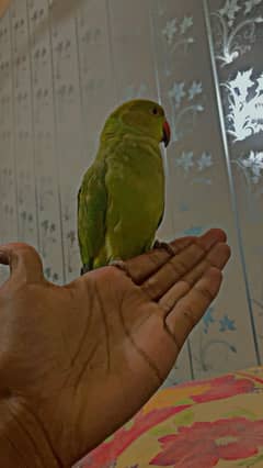 GREENPARROT