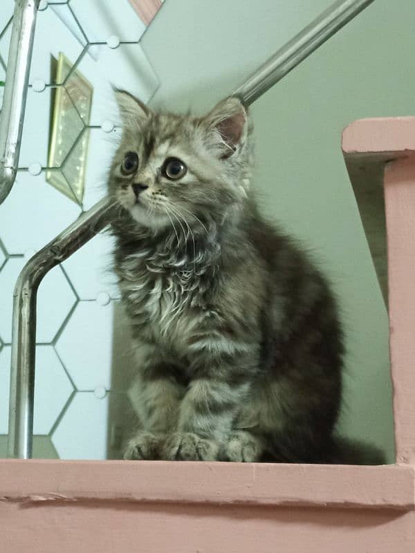 Persian kittens / cute kittens /cat/ cat baby / cat for sale 6