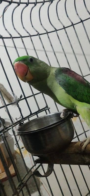 Alexandrine Parrot male 0