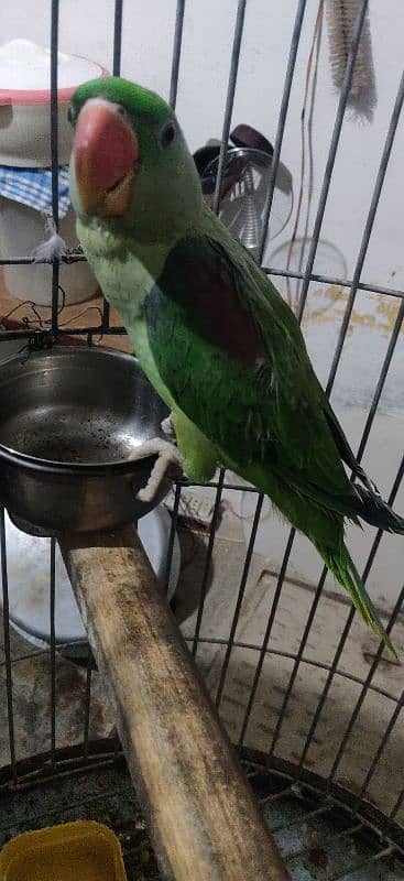 Alexandrine Parrot male 1