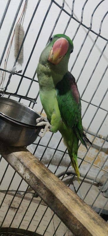 Alexandrine Parrot male 2