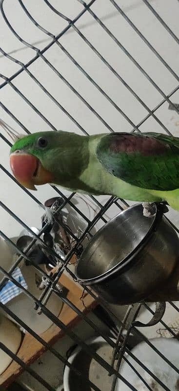 Alexandrine Parrot male 3