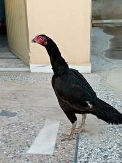 Aseel Hen for sale exchange possible with two desi female