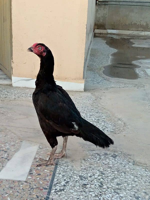 Aseel Hen for sale exchange possible with two desi female 1