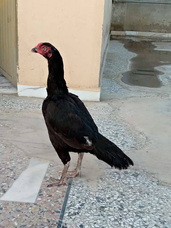 Aseel Hen for sale exchange possible with two desi female 2