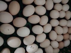 desi eggs