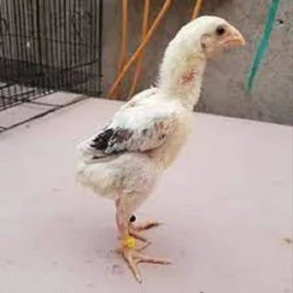 aseel shamo and heera aseel breeders chicks and eggs 0