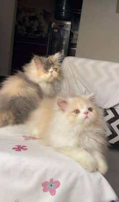 Persian cat | persian kitten for sale | urgent sale | 03225990226