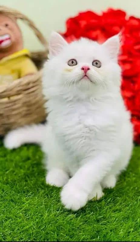 Persian cat | persian kitten for sale | urgent sale | 03225990226 1