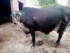 chulistani cow for sale