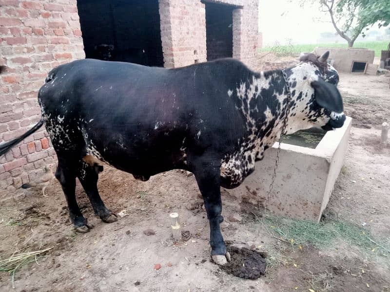 chulistani cow for sale 1