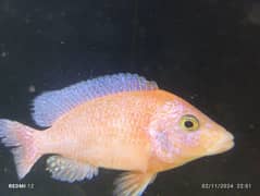 Albino Oscar, Parrotfish, Strawberry, Electric Blue Cichlids