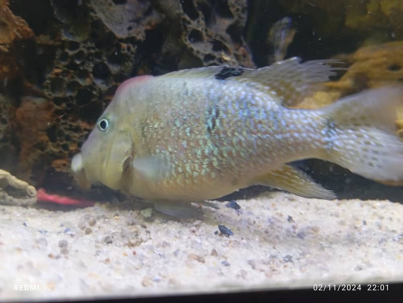 Albino Oscar, Parrotfish, Strawberry, Electric Blue Cichlids 1