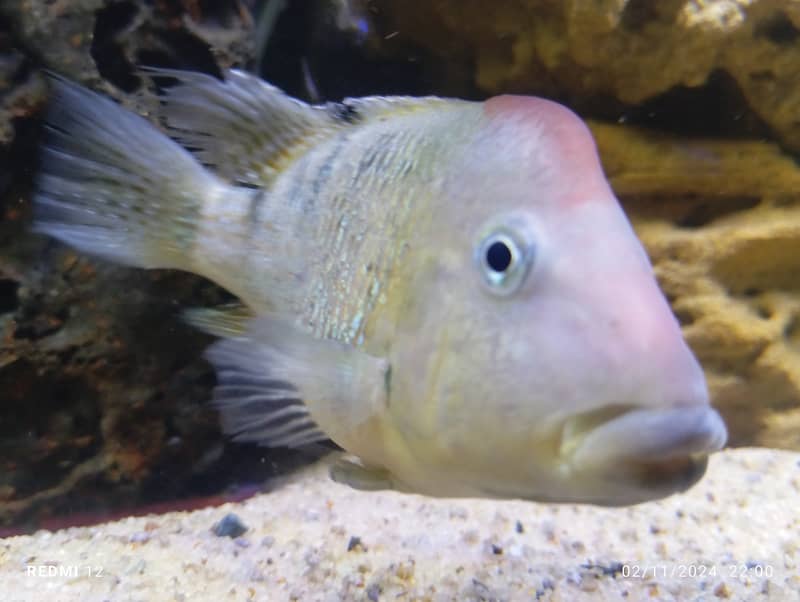 Albino Oscar, Parrotfish, Strawberry, Electric Blue Cichlids 2