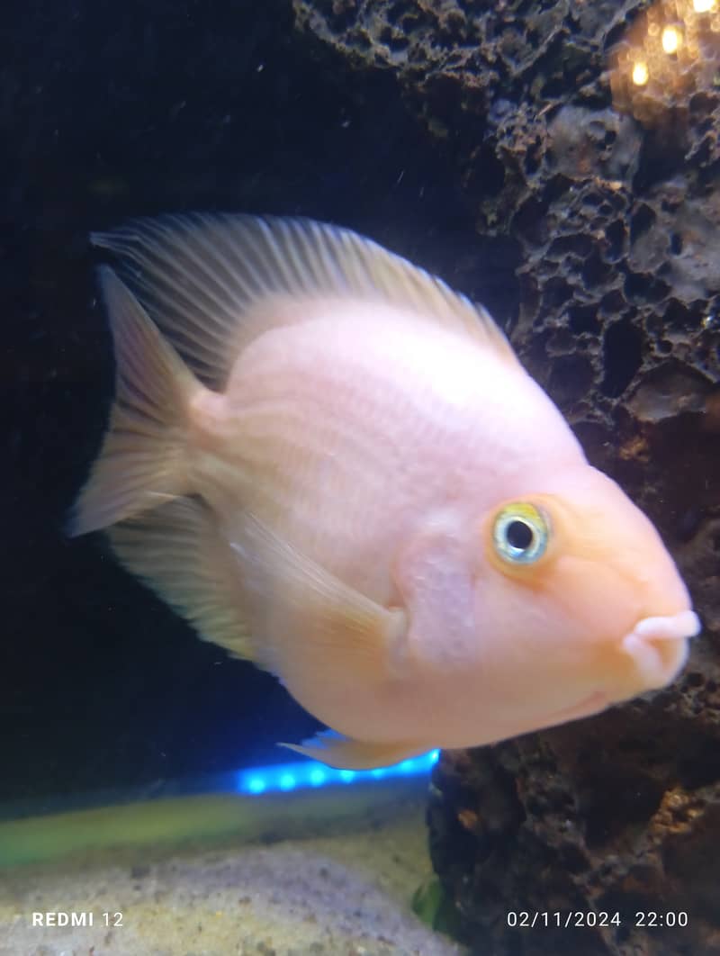 Albino Oscar, Parrotfish, Strawberry, Electric Blue Cichlids 3