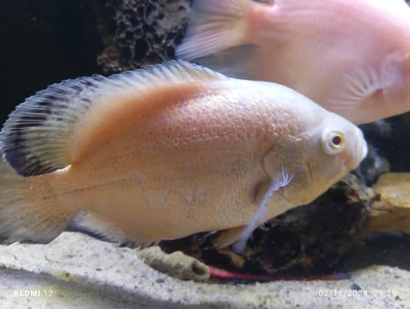 Albino Oscar, Parrotfish, Strawberry, Electric Blue Cichlids 4