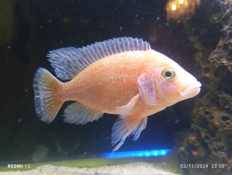 Albino Oscar, Parrotfish, Strawberry, Electric Blue Cichlids 5