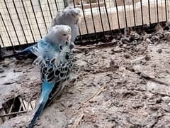 Budgies/Bajri