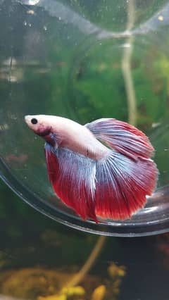 Exotic Betta's