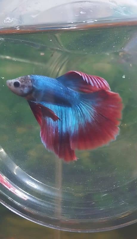 Exotic Betta's 1