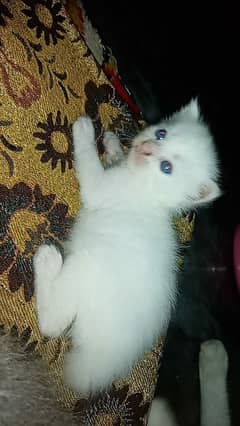 pure white blue eyes Persian kitten very cute beautiful