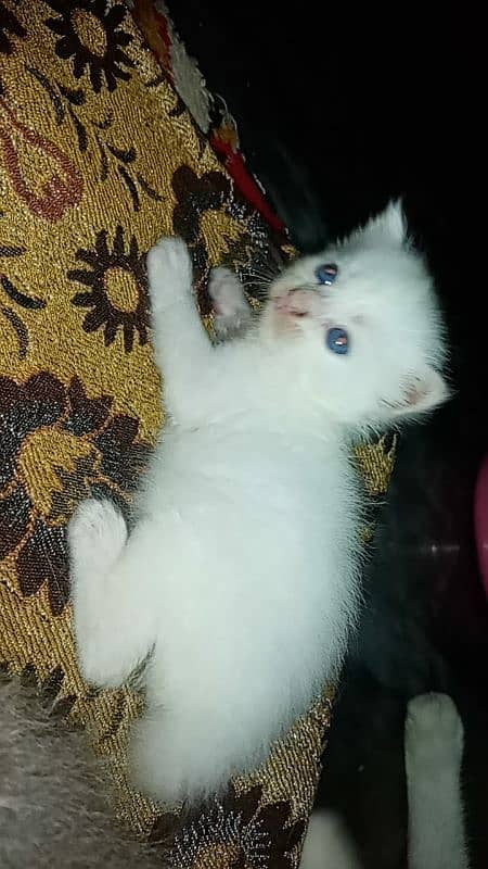 pure white blue eyes Persian kitten very cute beautiful for sale 0