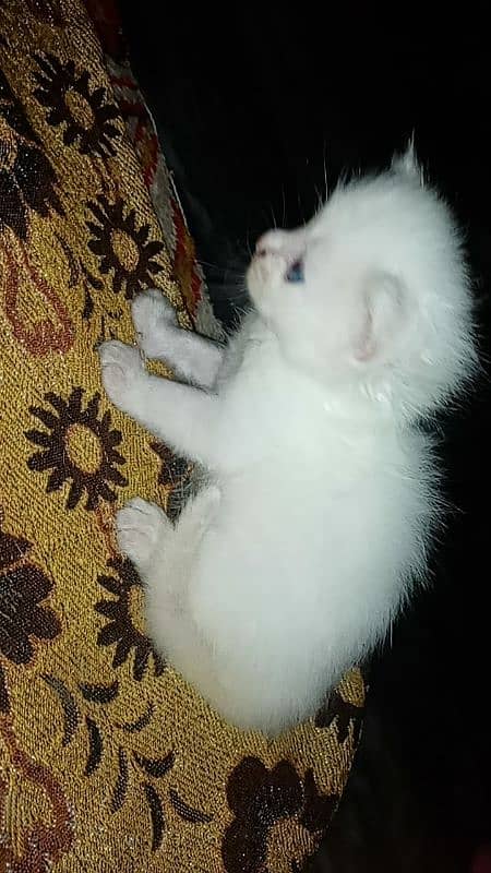 pure white blue eyes Persian kitten very cute beautiful for sale 1