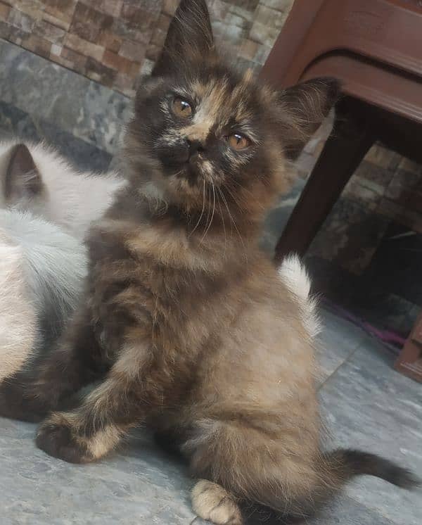 pure white blue eyes Persian kitten very cute beautiful for sale 2