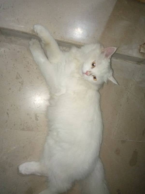 Pure white persian 0