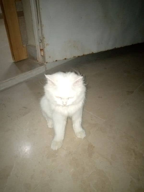 Pure white persian 3