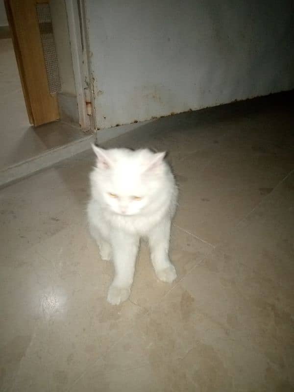 Pure white persian 4