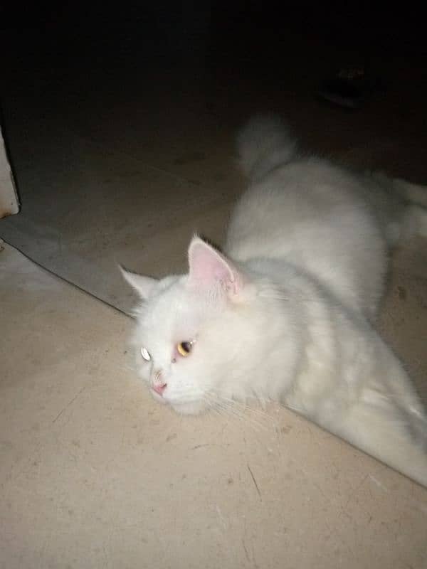 Pure white persian 5