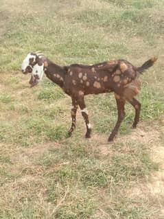 3 goats 1 female 2 male for sale