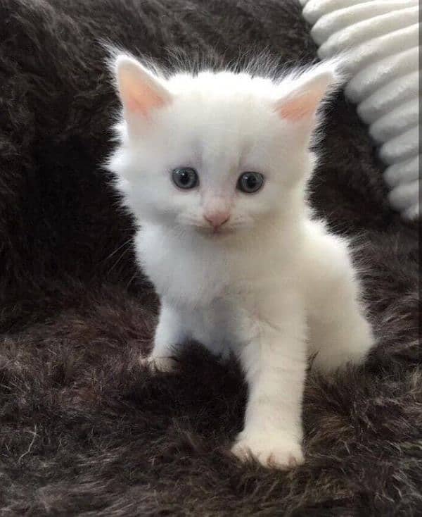 persian kitten for sale   ph no 0306 61 999 55 1