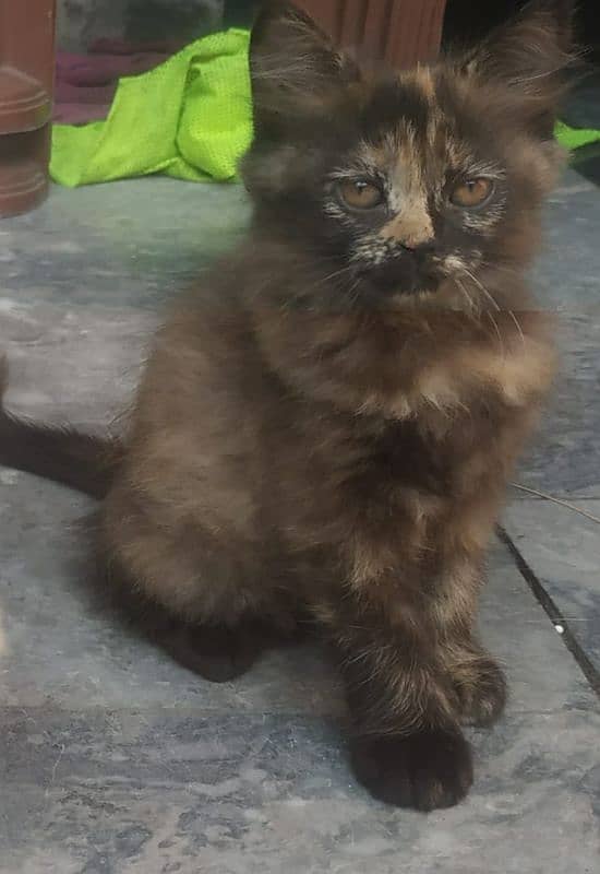 persian kitten for sale   ph no 0306 61 999 55 2