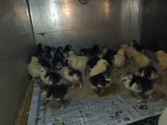 white buff black buff chiks available