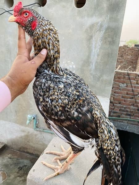 High quality aseel birds available cargo available all pks 2