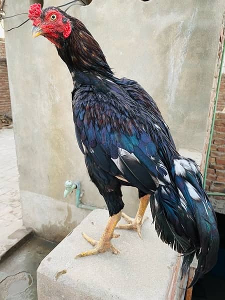 High quality aseel birds available cargo available all pks 7