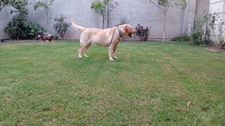 Female Labrador 2 Years Old