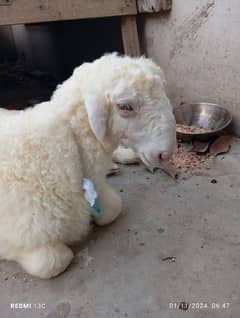 Sheep Baba for sale