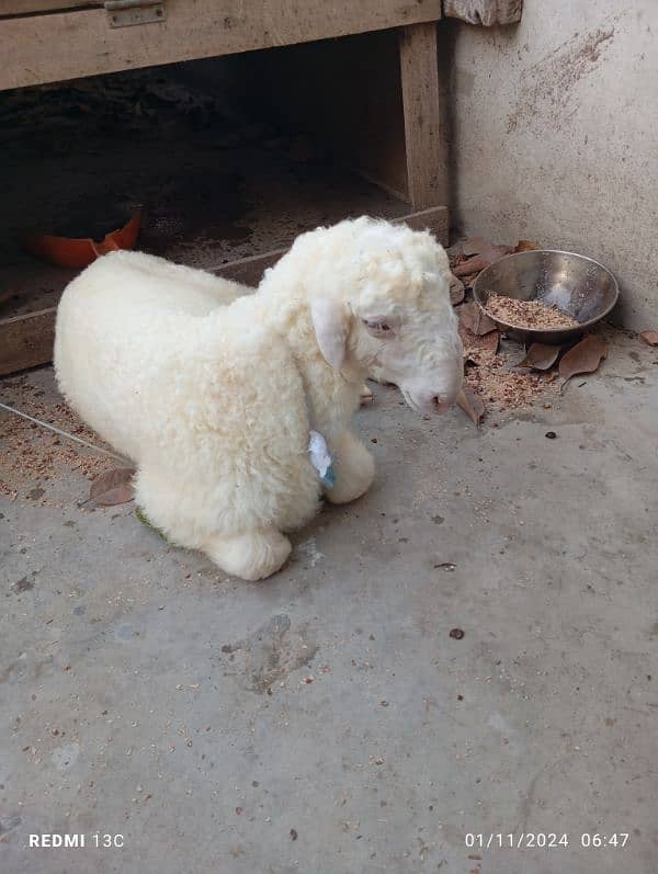 Sheep Baba for sale 1