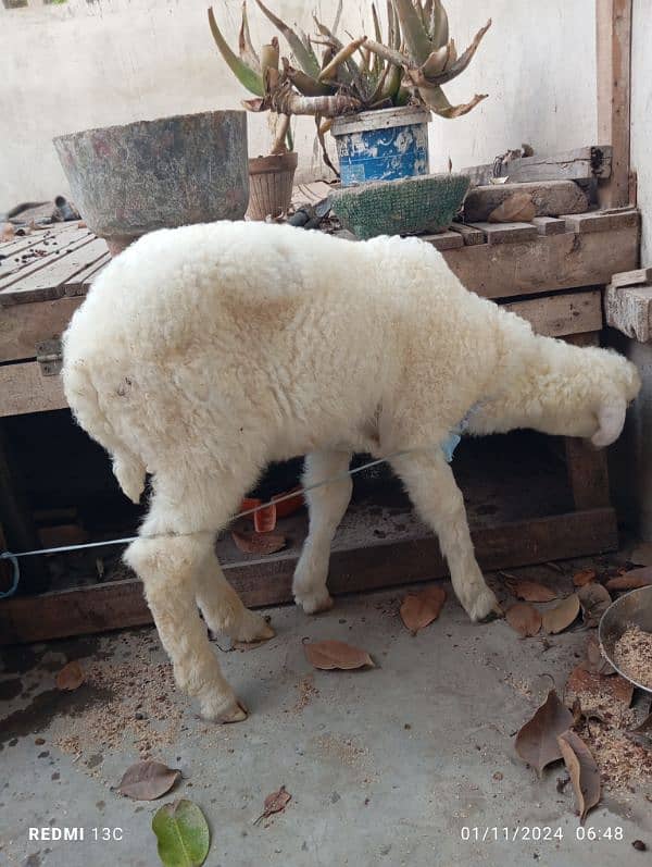 Sheep Baba for sale 2