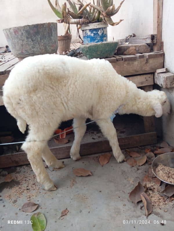 Sheep Baba for sale 3